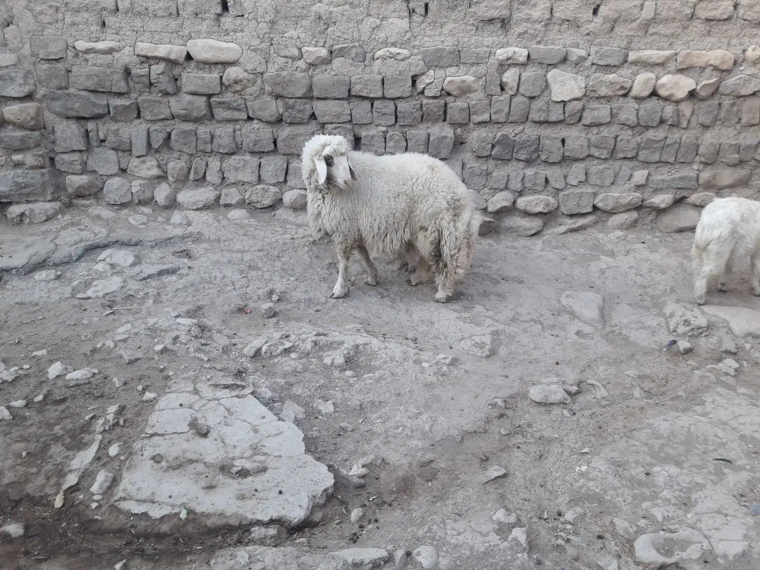 بره نرسرحال|حیوانات مزرعه|گهواره, |دیوار