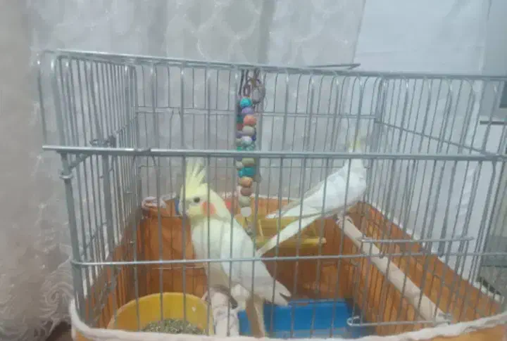 عروس هلندی|پرنده|نجفآباد, فردوسی|دیوار