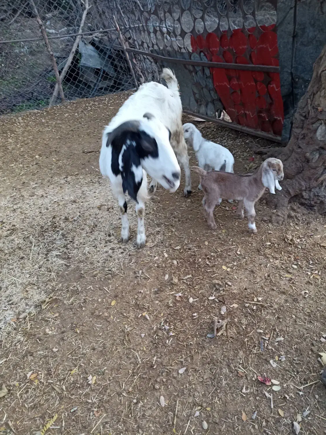 بزبزغاله داردوقلو|حیوانات مزرعه|علی‌آباد کتول, |دیوار