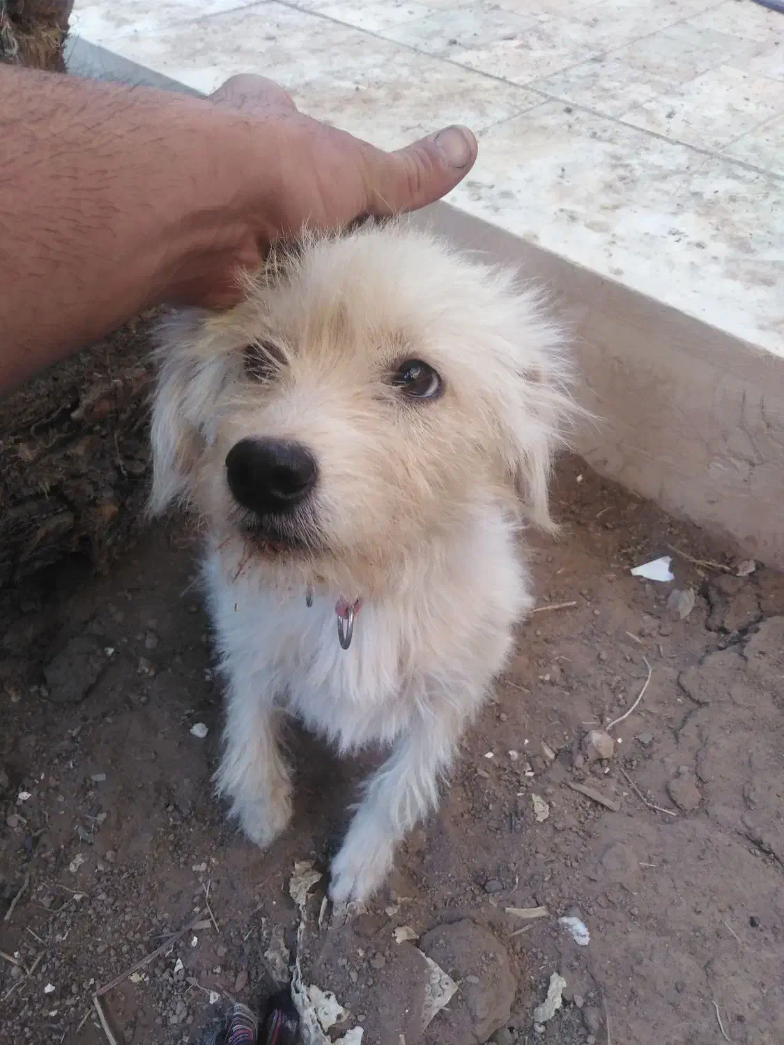 سگ ماده|سگ|اردکان, |دیوار