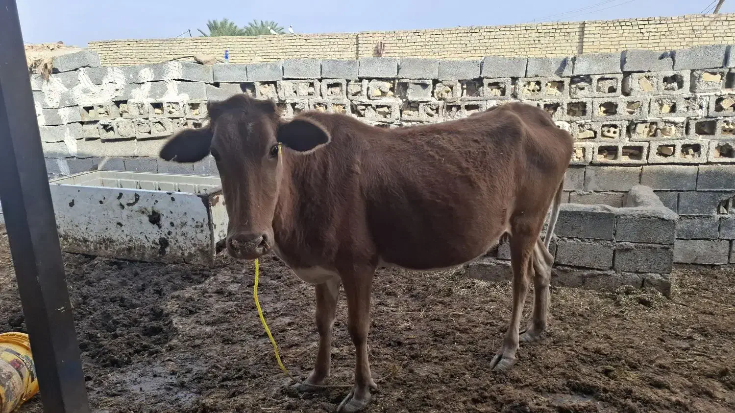 گنبوعه|حیوانات مزرعه|حمیدیه, |دیوار