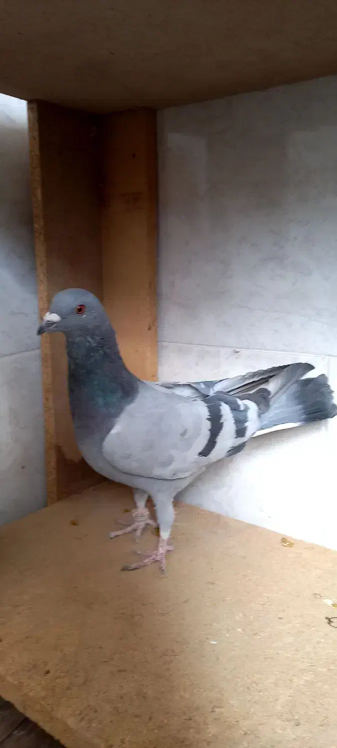 کبوتر|پرنده|برخوار, |دیوار