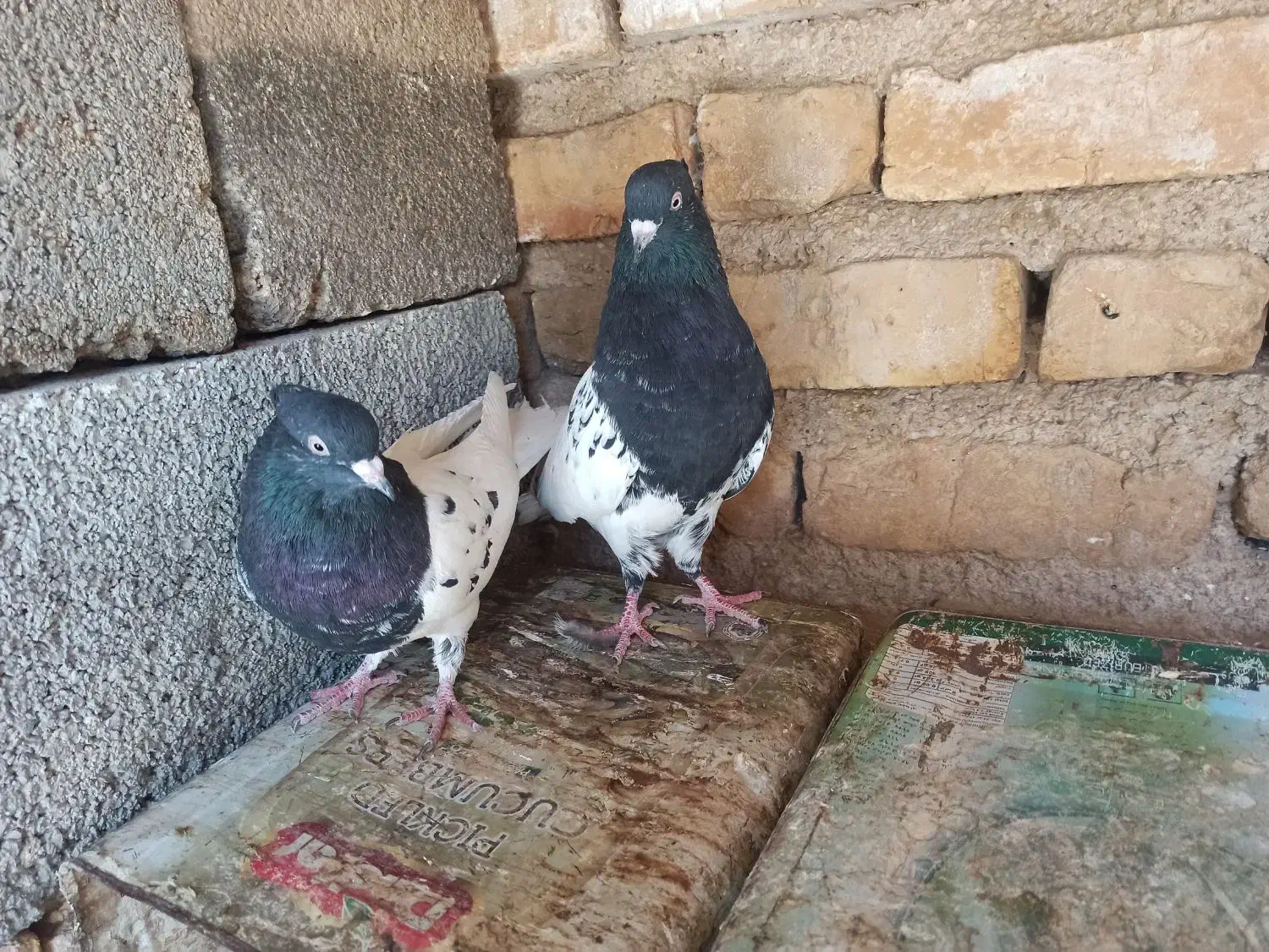 کله و طوقی|پرنده|شیراز, احمدی جنوبی|دیوار