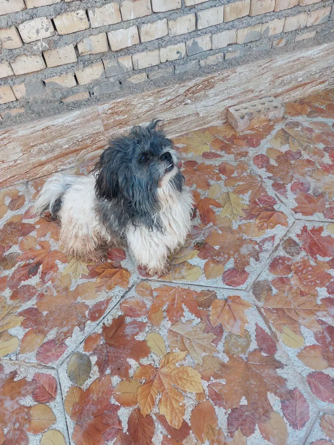 سگ پشمالو|سگ|کارون, |دیوار