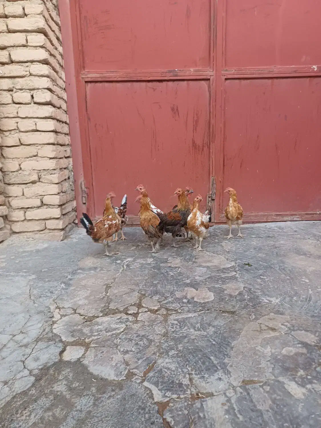 مرغ|حیوانات مزرعه|دهگلان, |دیوار