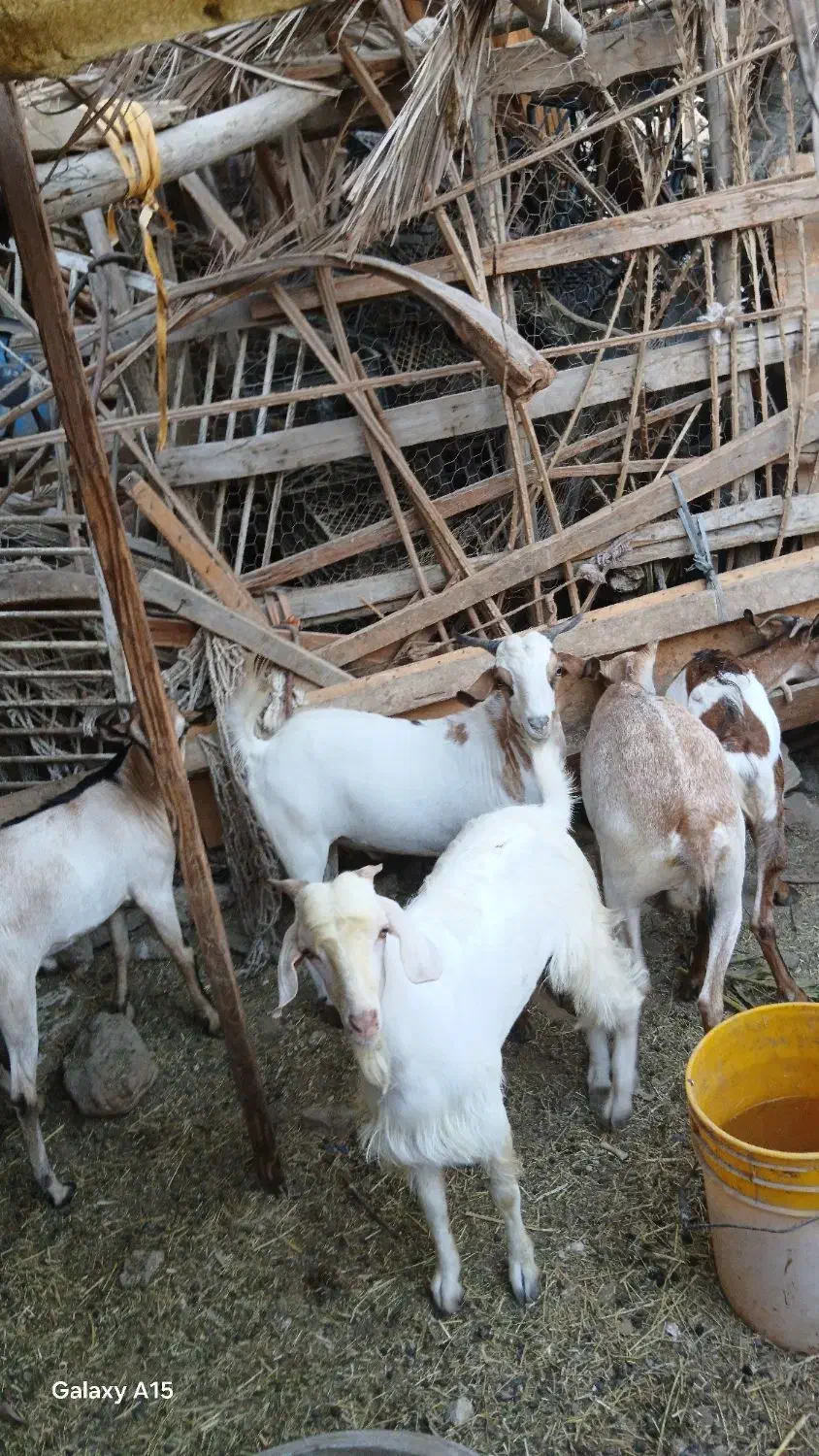 کهره بز بندر خمیر|حیوانات مزرعه|بندرعباس, |دیوار