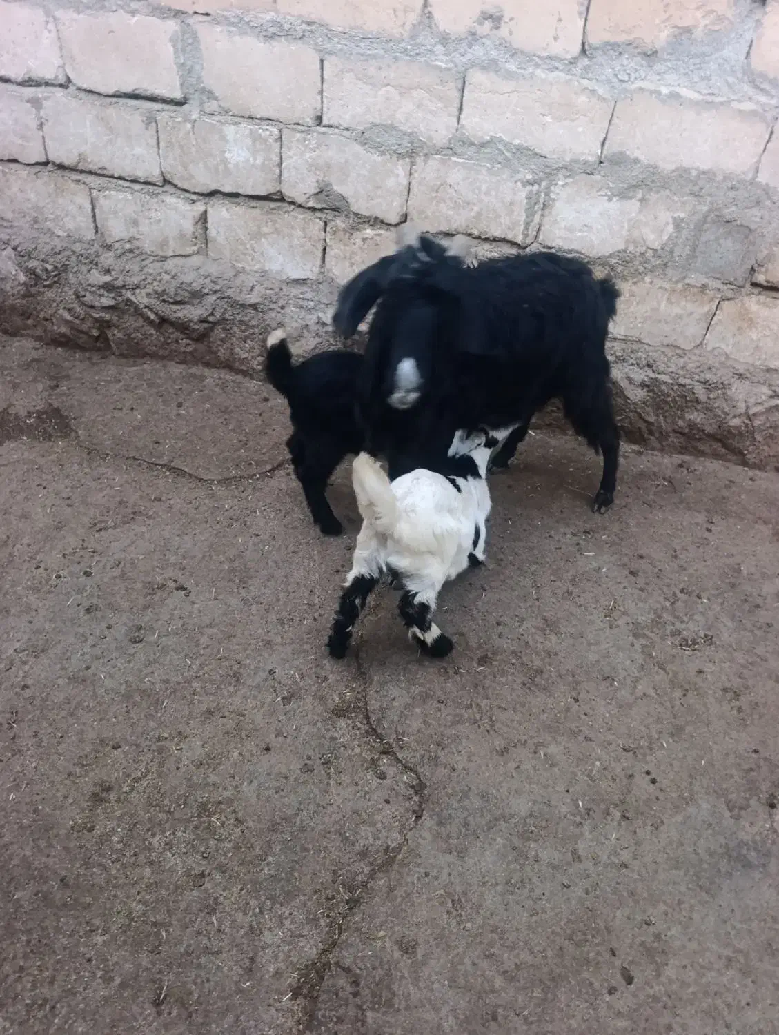 سه راس بز و چهار راس بزغاله|حیوانات مزرعه|ازنا, |دیوار