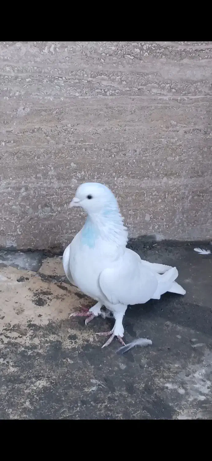 کبوتر|پرنده|اسلامآباد غرب, |دیوار