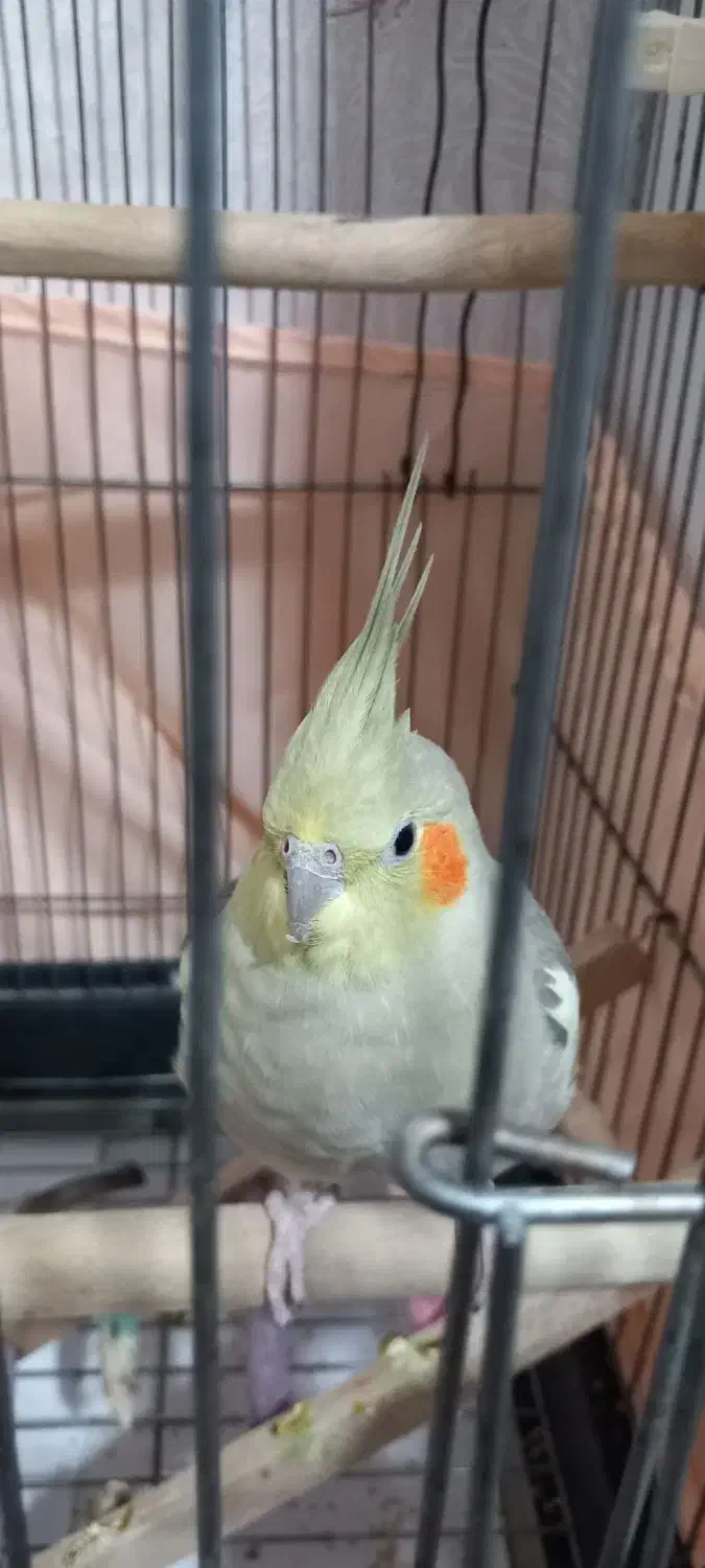 یک جفت عروسی هلندی|پرنده|تهران, افسریه شمالی|دیوار