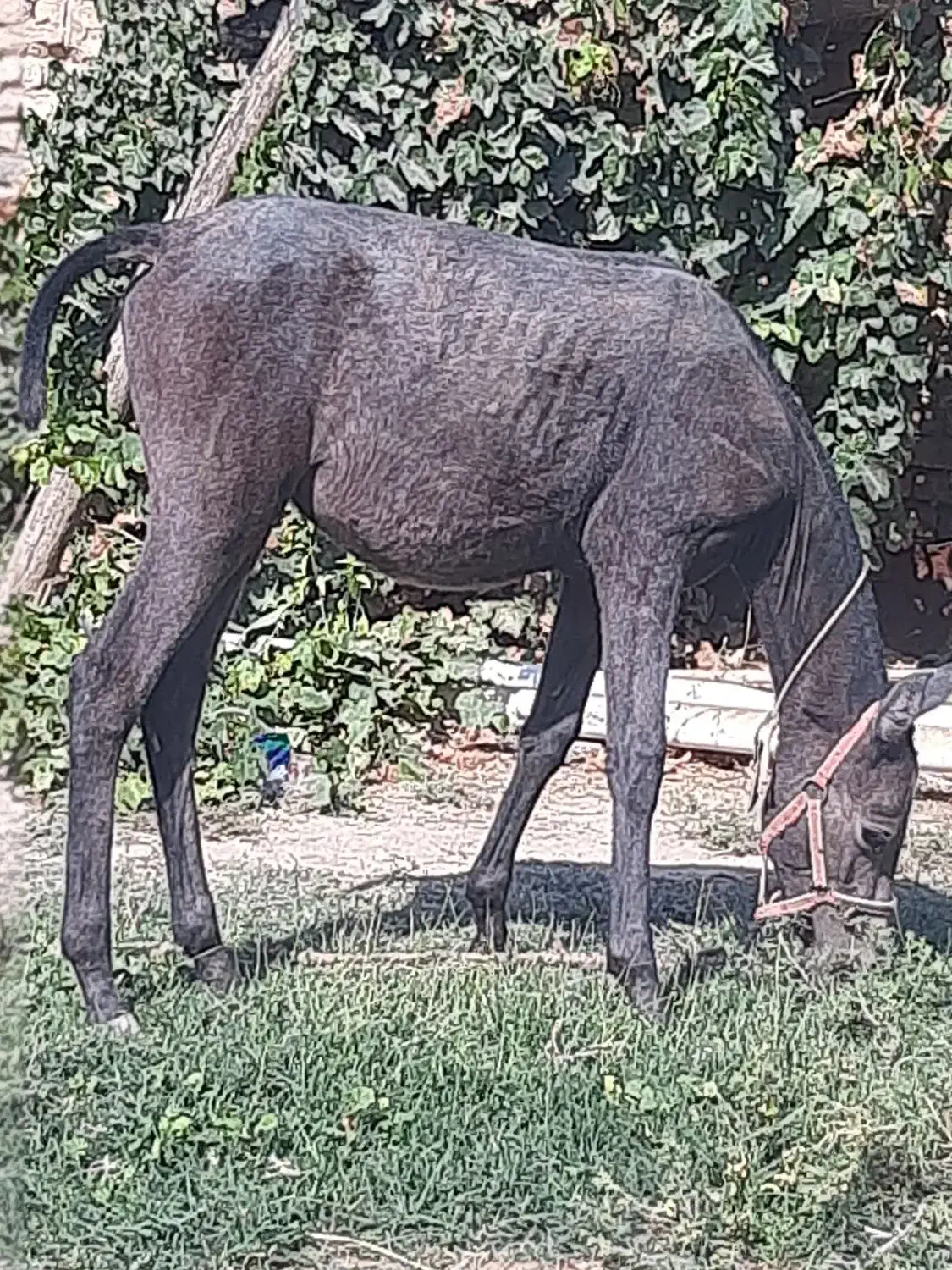 کره اسب|اسب و تجهیزات اسب‌سواری|مرودشت, تخت جمشید|دیوار