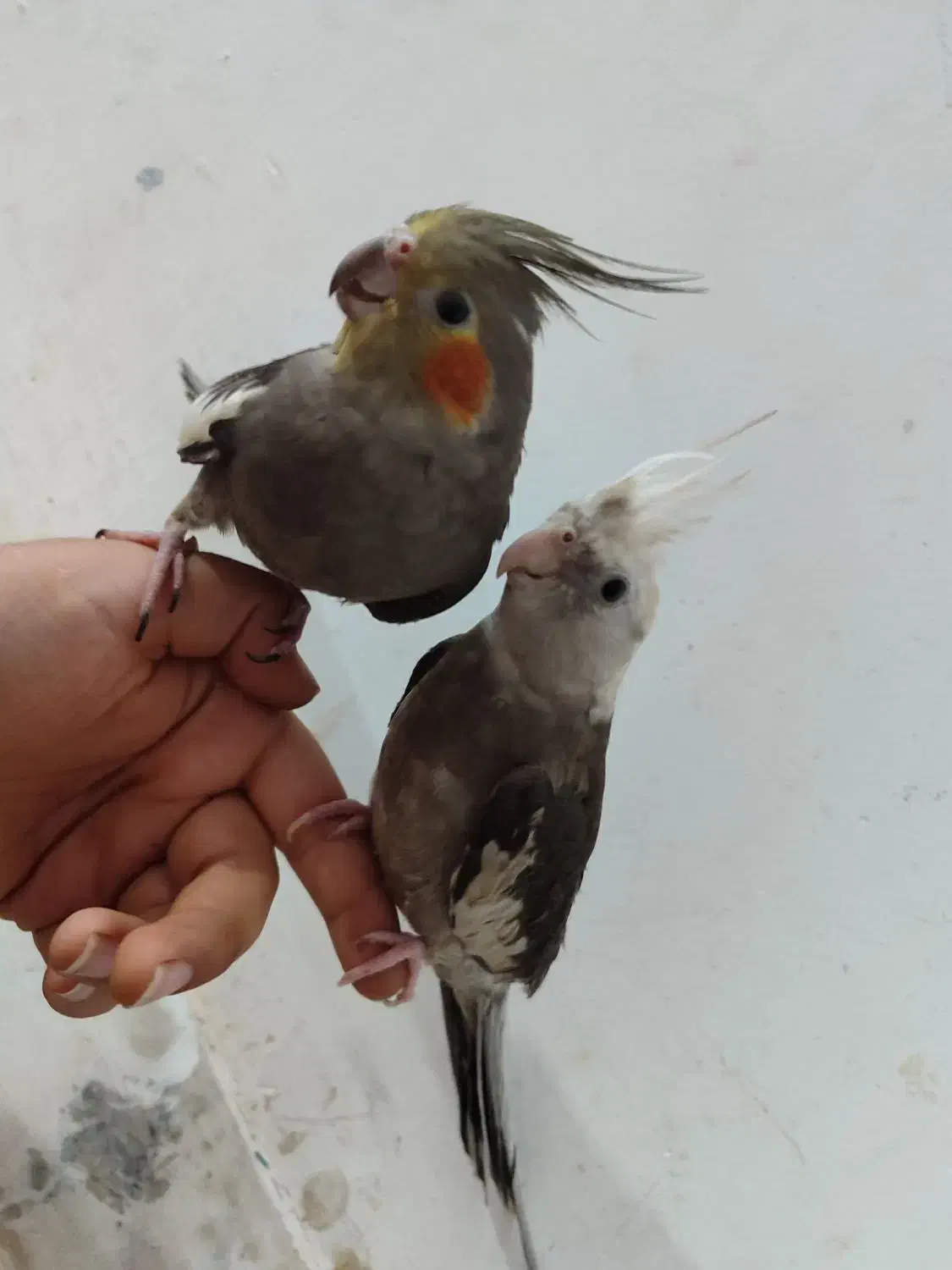 عروس هلندی|پرنده|قم, علی آباد سعدگان|دیوار