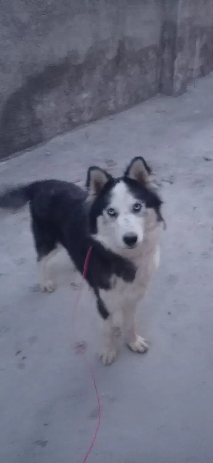 سگ هاسکی معاوضه با پرنده|سگ|آباده, |دیوار