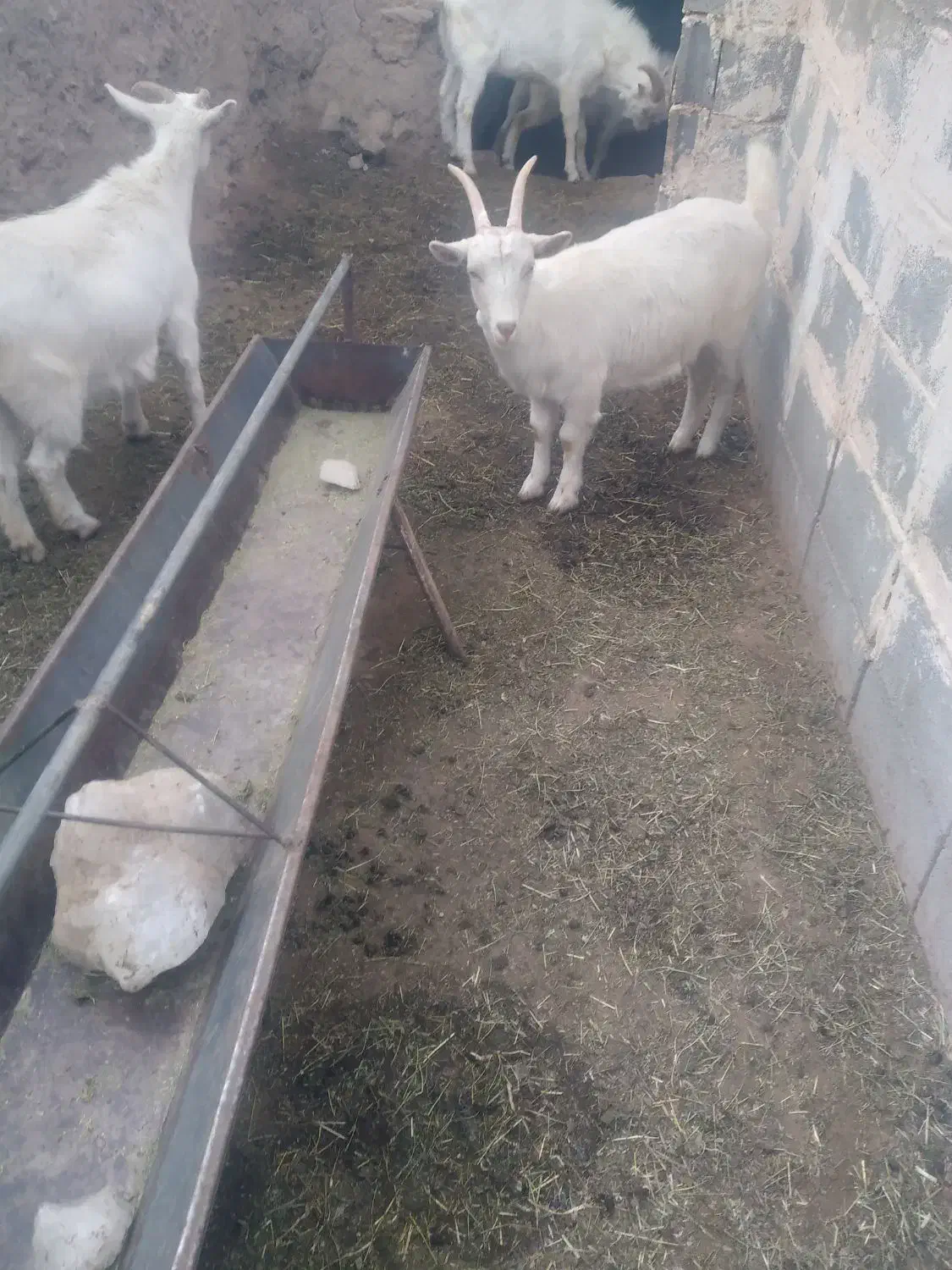 بزعاله سانن آبستن اصل|حیوانات مزرعه|مشهد, باغ فراگرد|دیوار