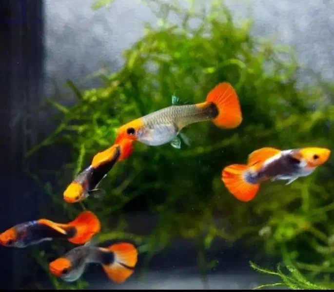 ماهی گوپی مولی پلاتی کالرزبرا لجن خارمیگو آکواریوم|ماهی|تهران, امام زاده حسن|دیوار