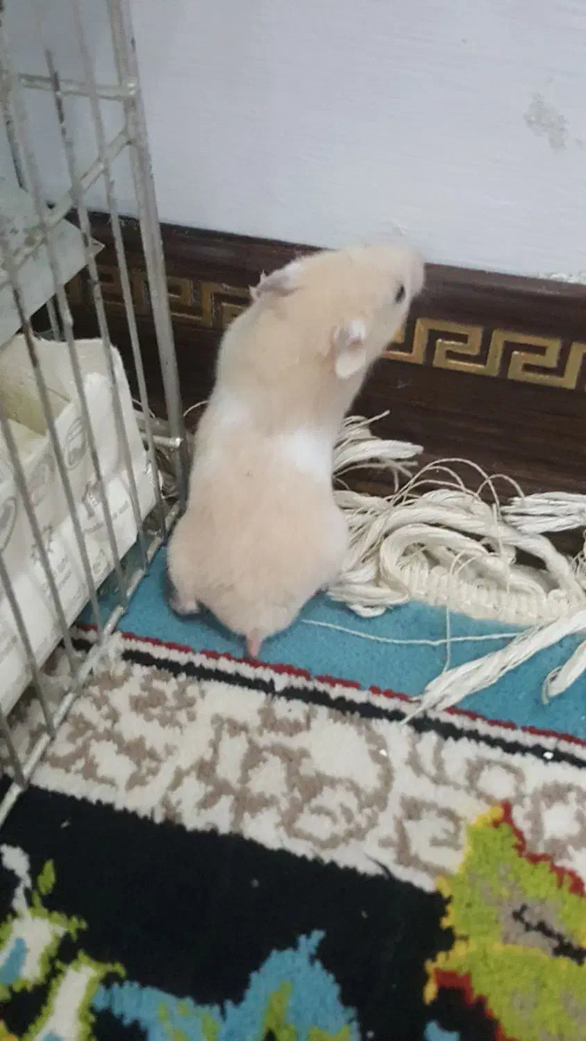 همستر|موش و خرگوش|مشهد, وکیل‌آباد|دیوار