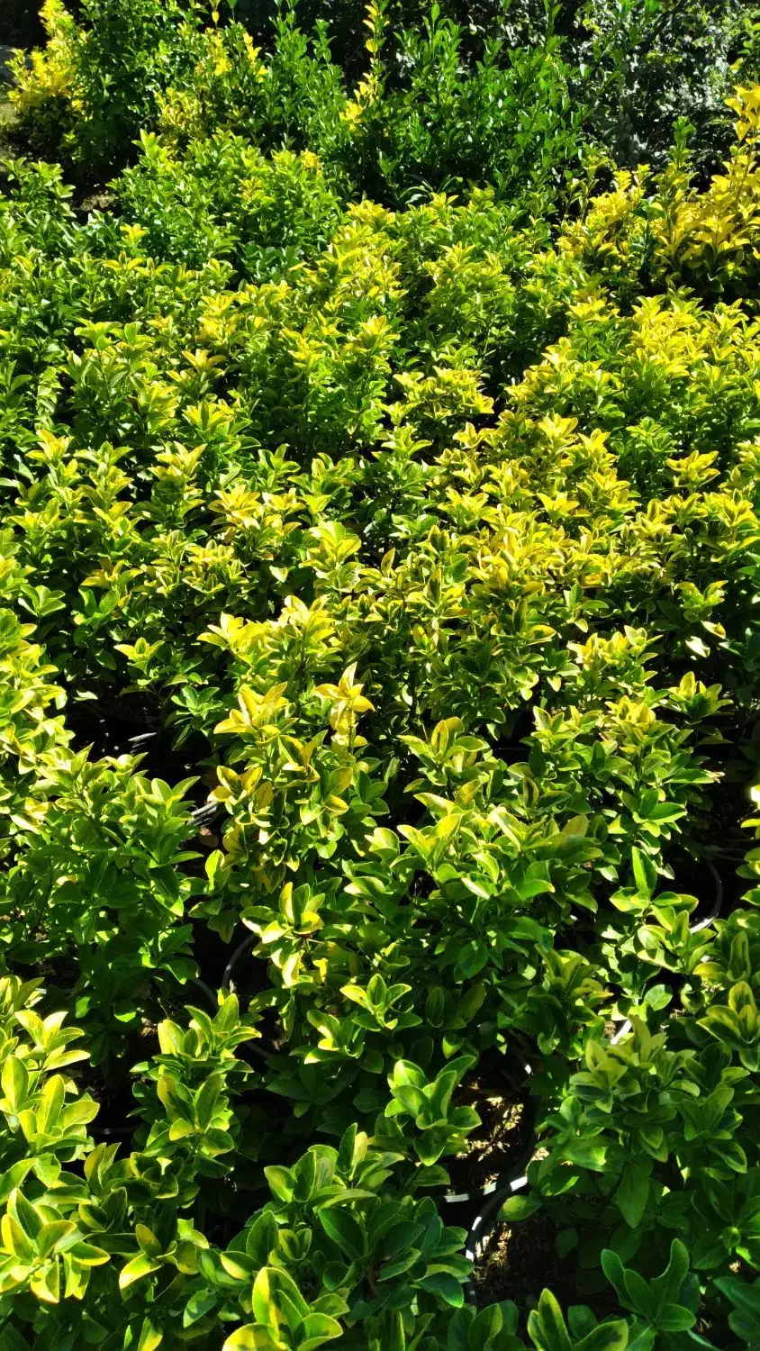 شمشاد طلایی و یاس هلندی گلدان شماره هفت|گل و گیاه طبیعی|کتالم و سادات شهر, |دیوار