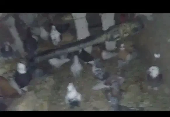 کبوتر|پرنده|سپیدان, |دیوار