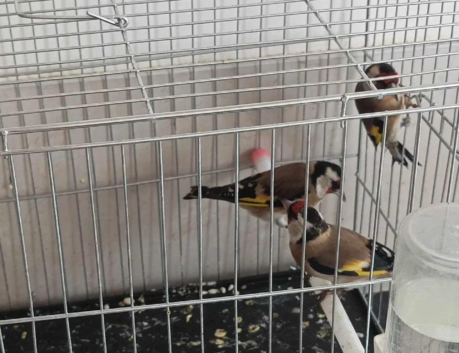 سهره نر|پرنده|گلپایگان, |دیوار