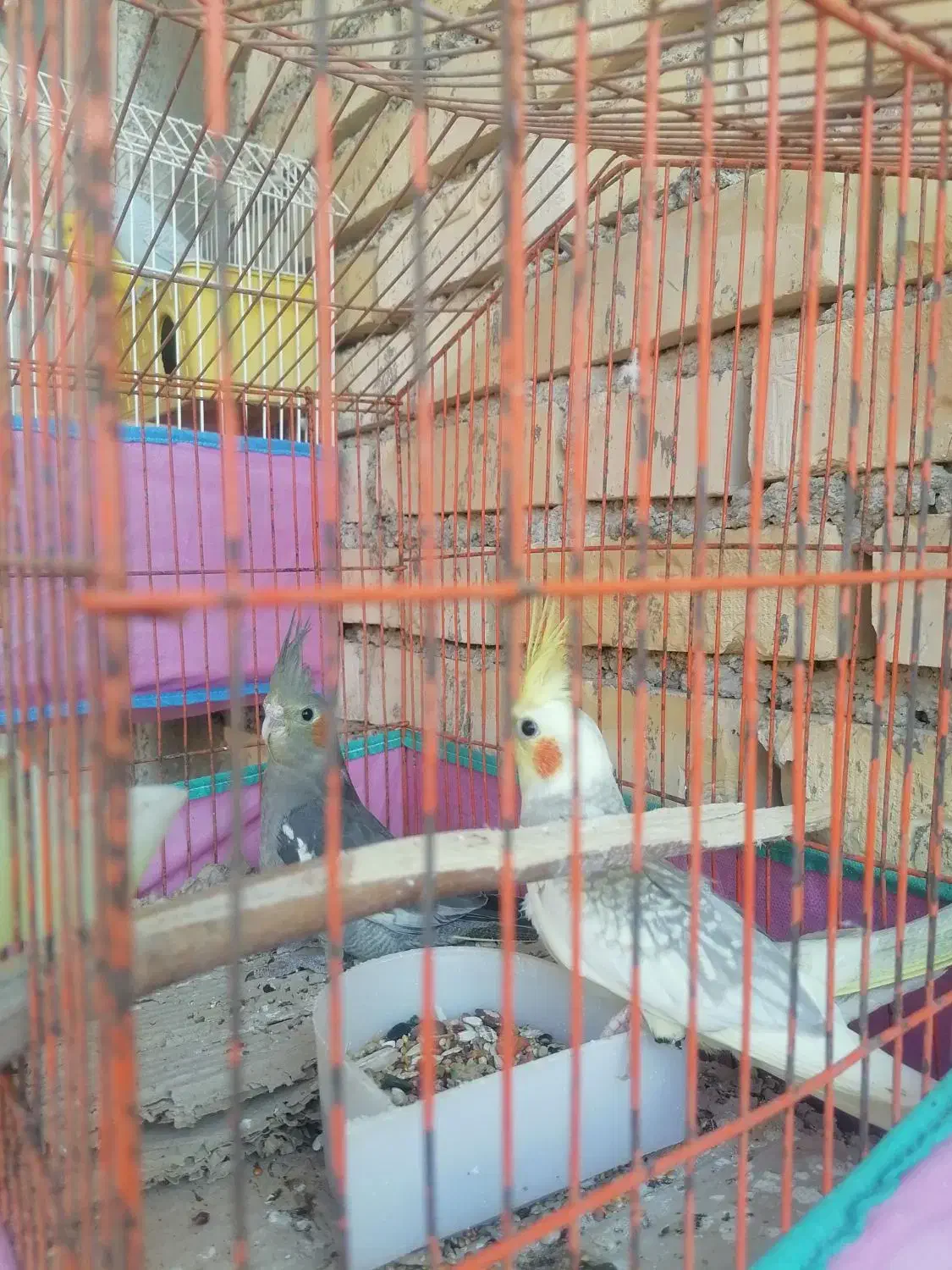 سه تا عروس هلندی|پرنده|دیلم, |دیوار