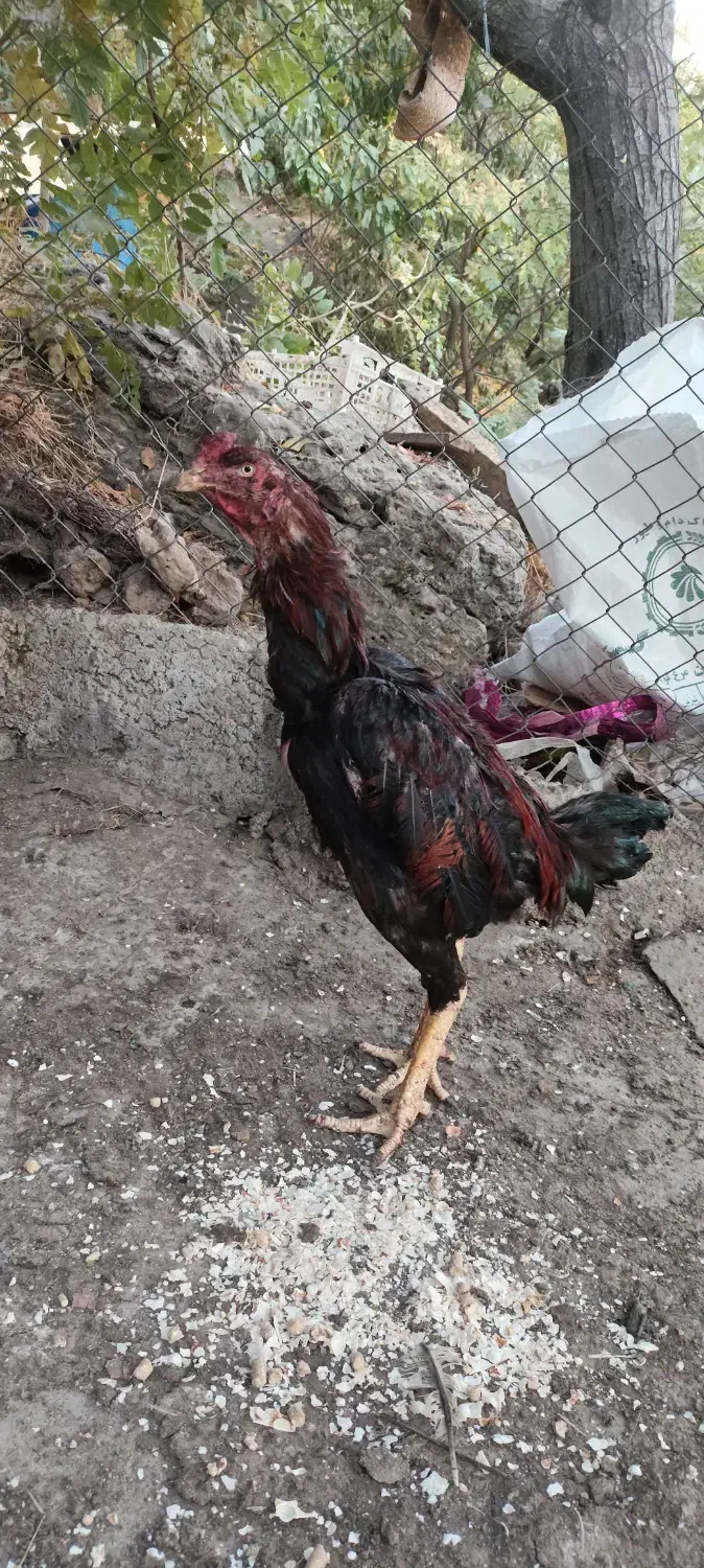 فروش مرغ و خروس لاری اصل و نسب دار|حیوانات مزرعه|سردشت, |دیوار