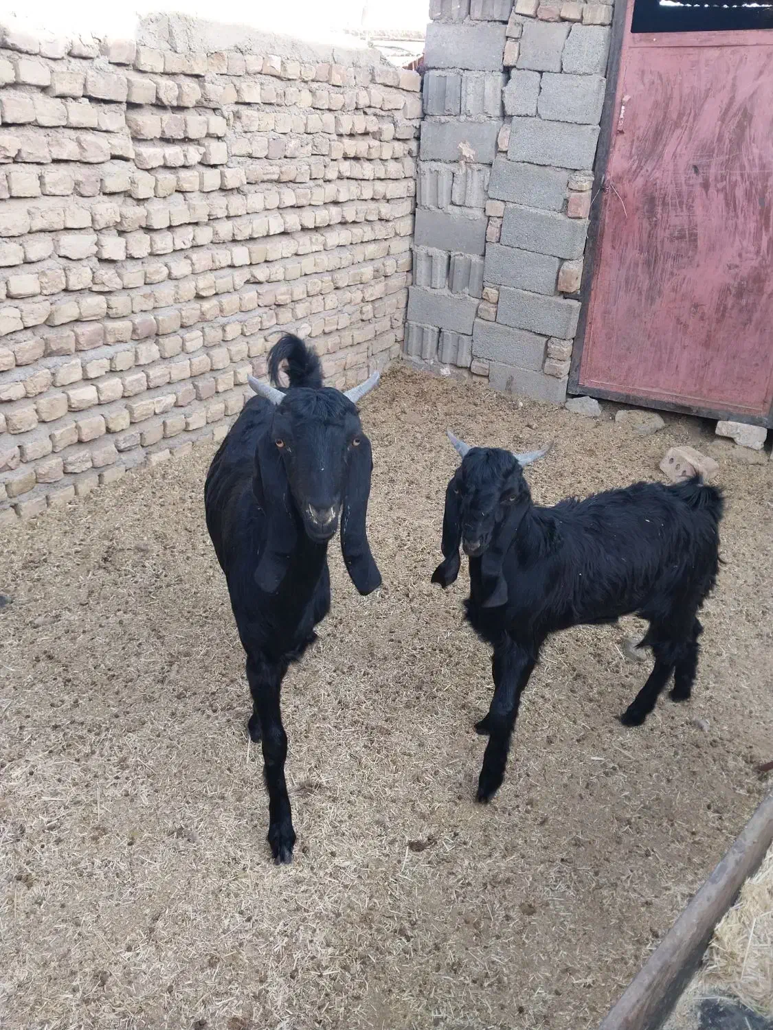 بز فروشی|حیوانات مزرعه|فیروزه, |دیوار