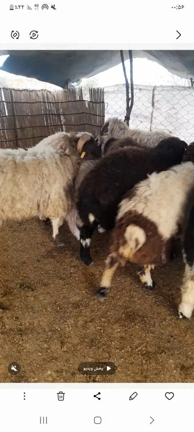 بره|حیوانات مزرعه|رودان, |دیوار