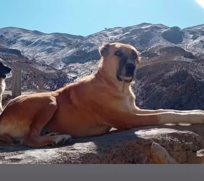 سگ گم شده|سگ|اسفراین, |دیوار