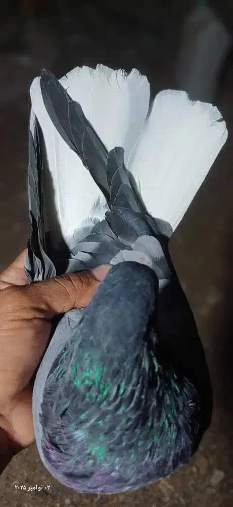 سبز دم سفید تخت|پرنده|جیرفت, |دیوار