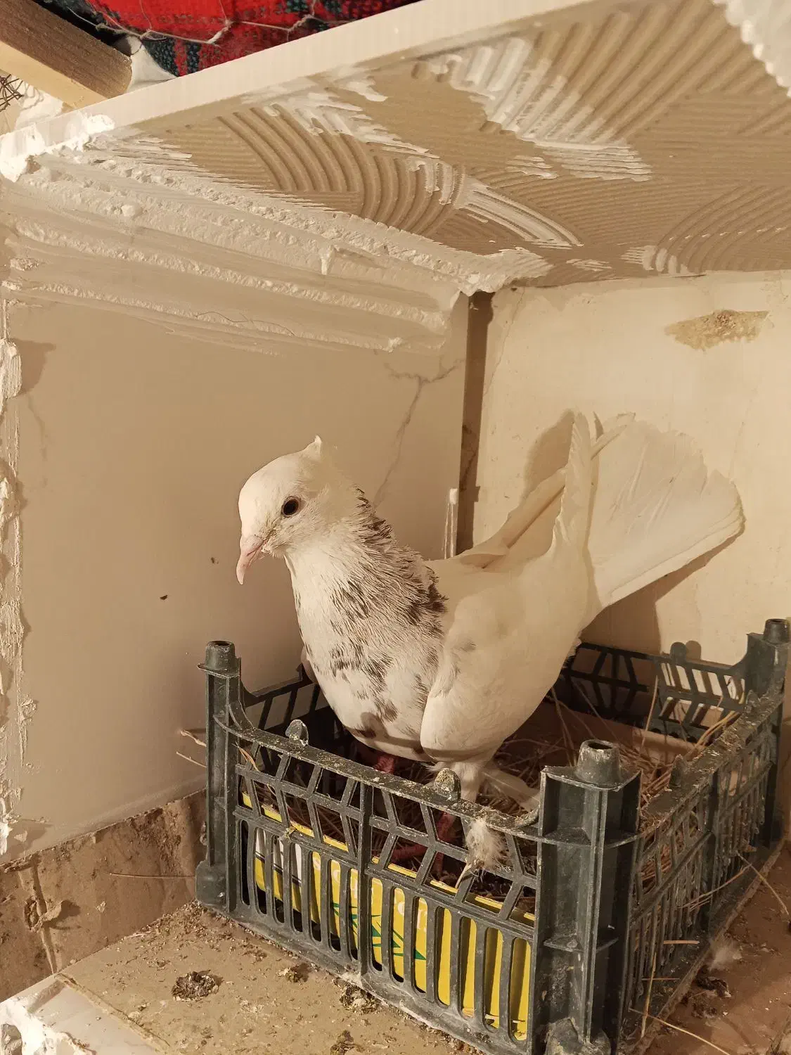 کبوتر طوقی|پرنده|مریوان, |دیوار