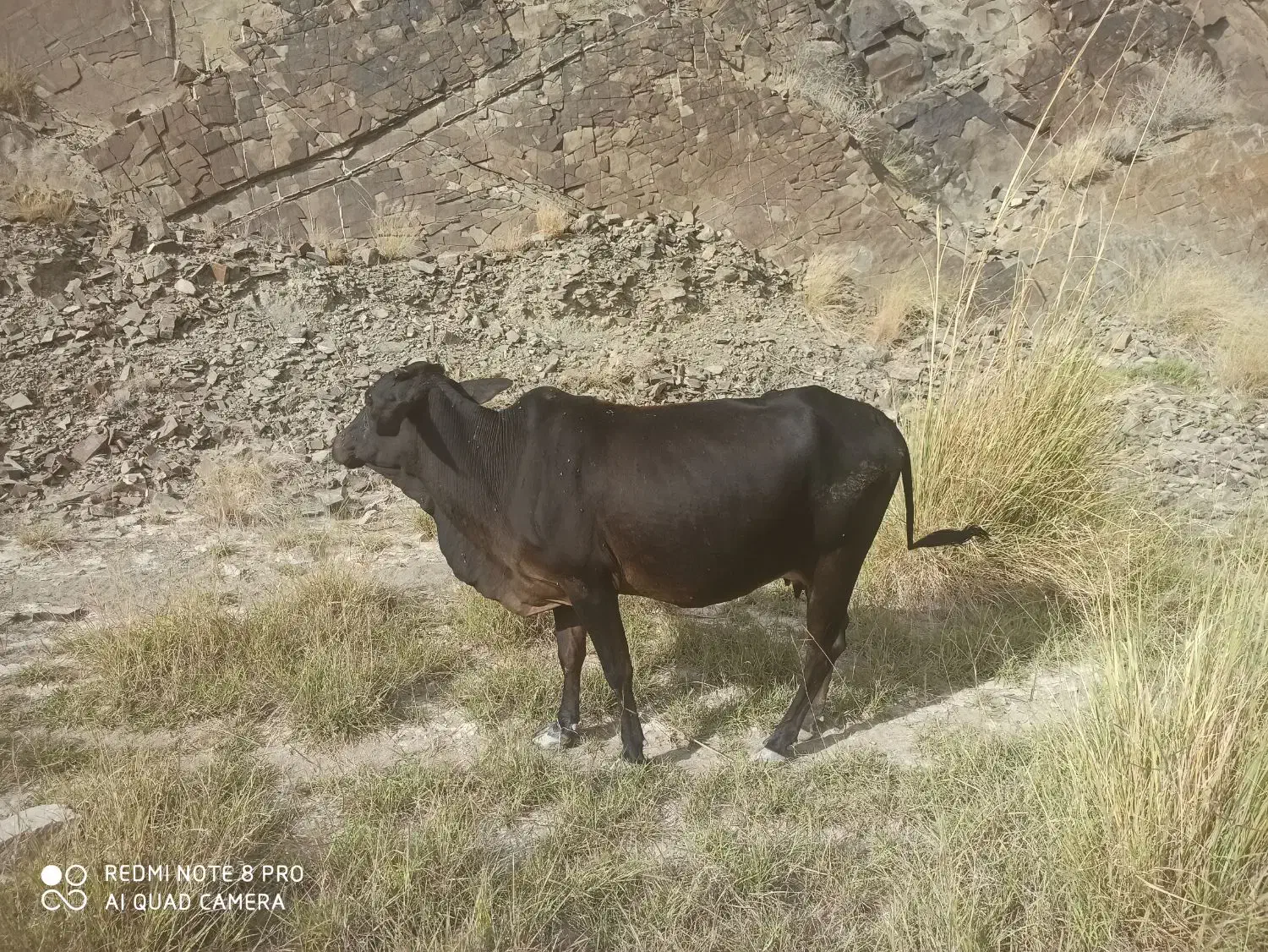 گاو و گوساله نر|حیوانات مزرعه|سراوان, |دیوار