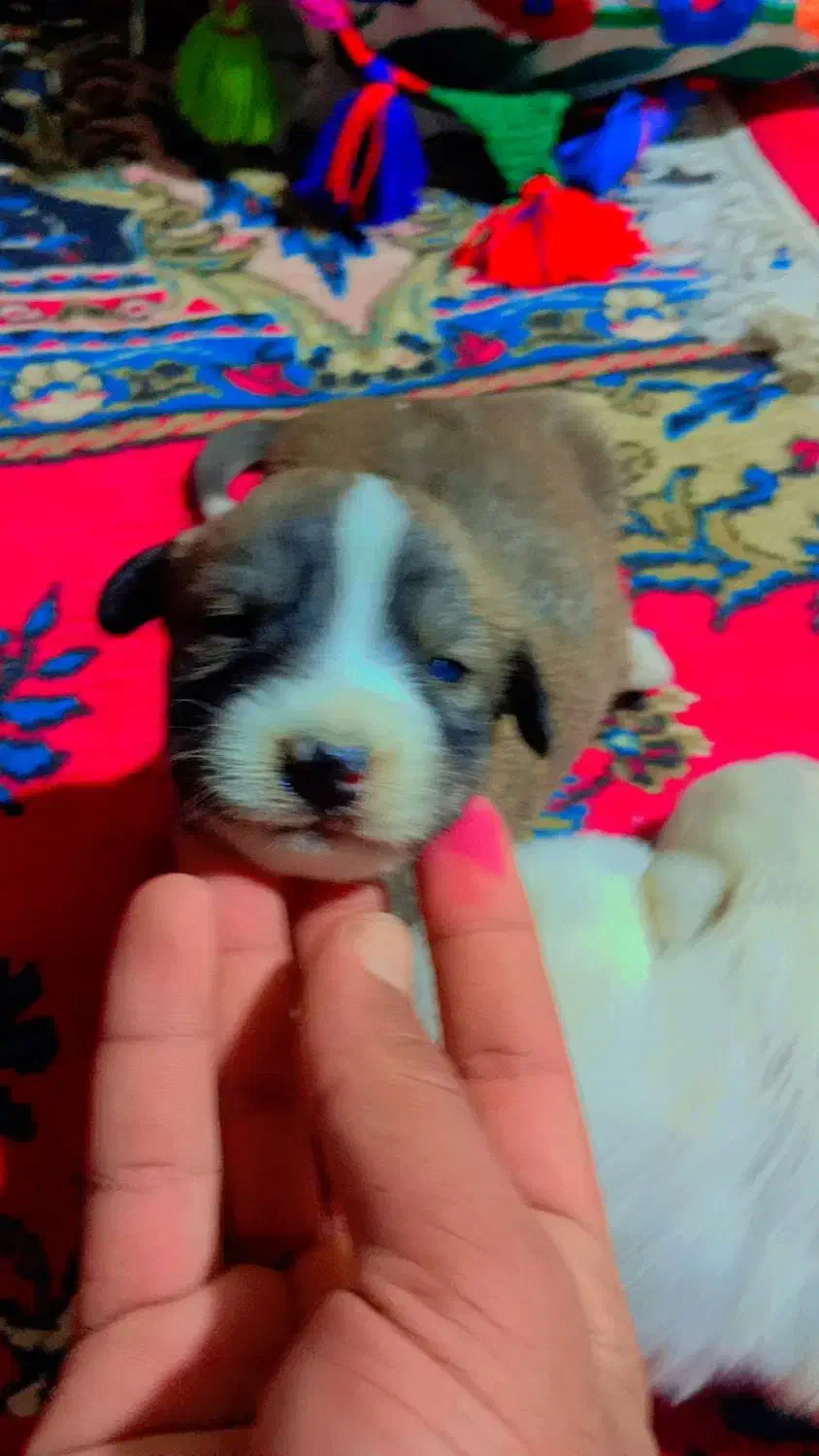 توله ناز و پشمالو|سگ|زابل, |دیوار