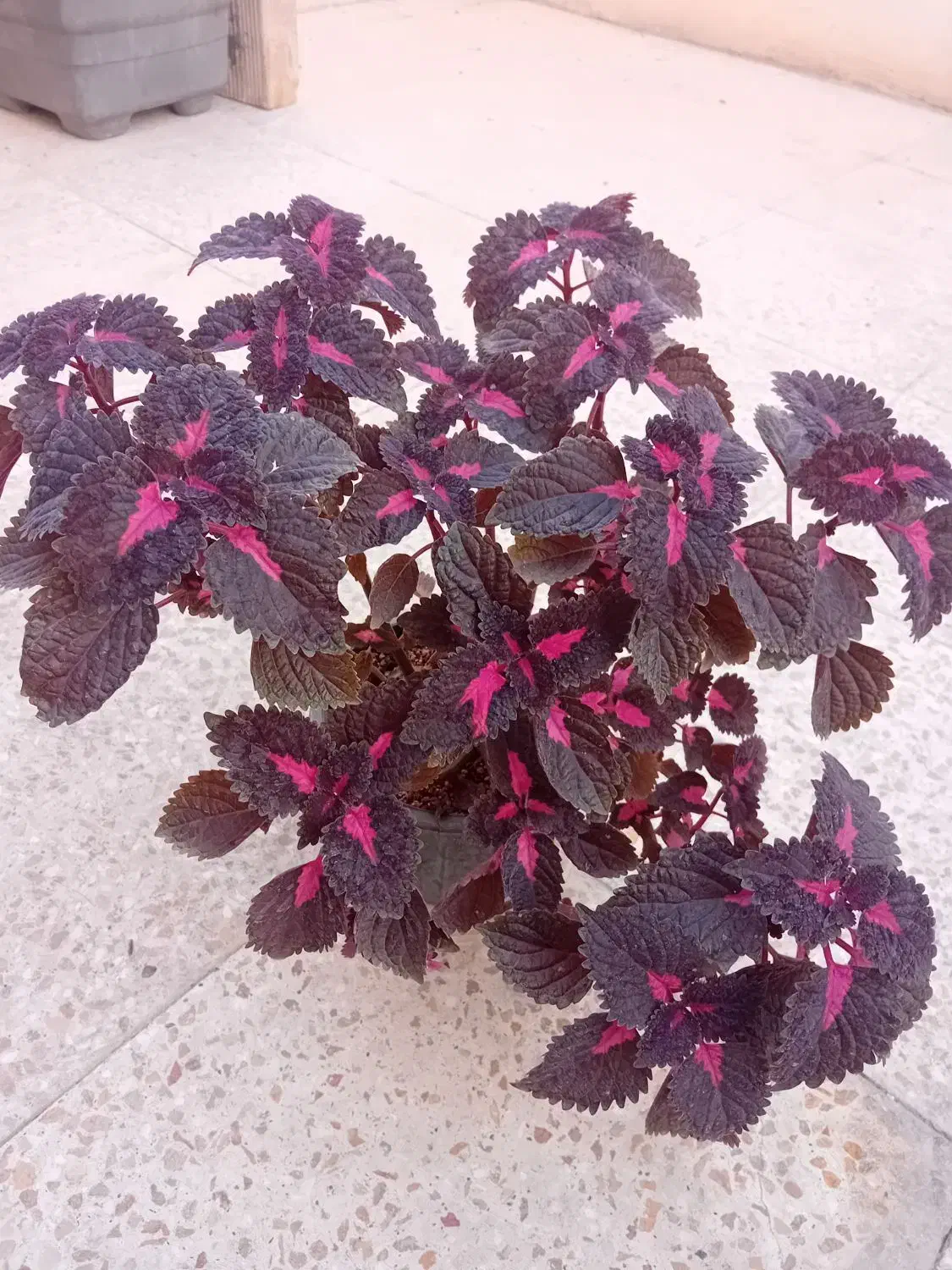 ۶تا گل حسن یوسف خوشگل در حال رشد بفروش میرسد|گل و گیاه طبیعی|قدس, شهر‌قدس|دیوار