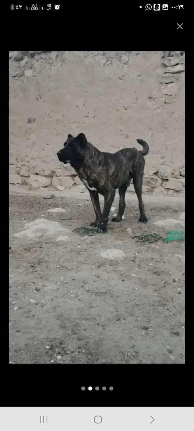 سگ خراسانی|سگ|مشهد, رباط طرق|دیوار