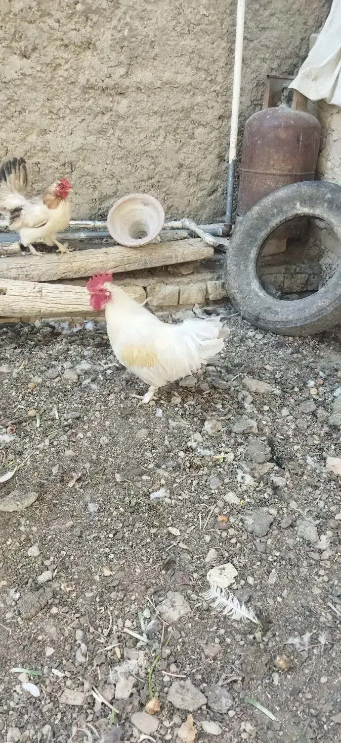 خروس|حیوانات مزرعه|فلاورجان, |دیوار