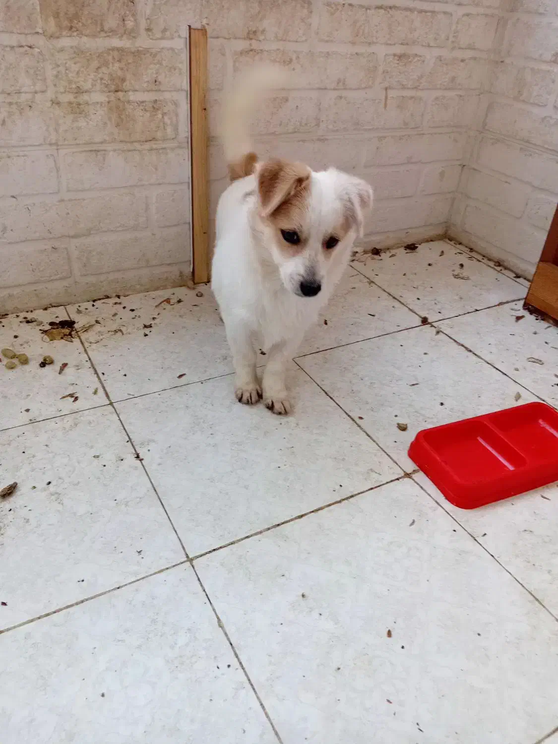 فروش سگ|سگ|گنبد کاووس, |دیوار