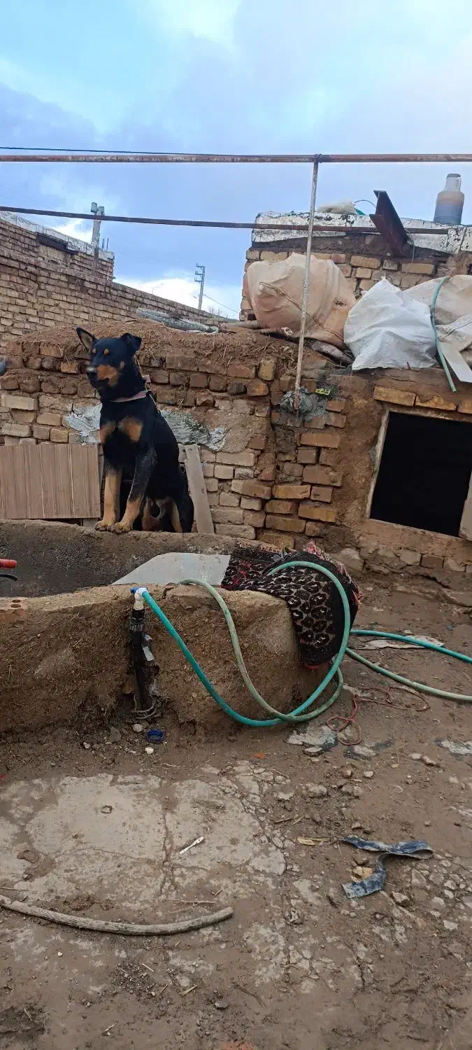 سگ گرگی|سگ|ایجرود, |دیوار