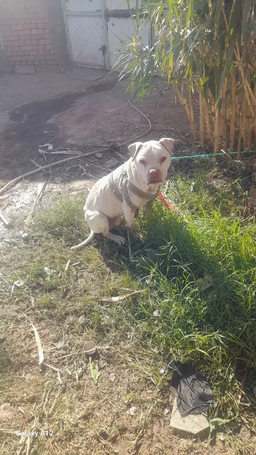 سگ پیت بول|سگ|کاشمر, |دیوار