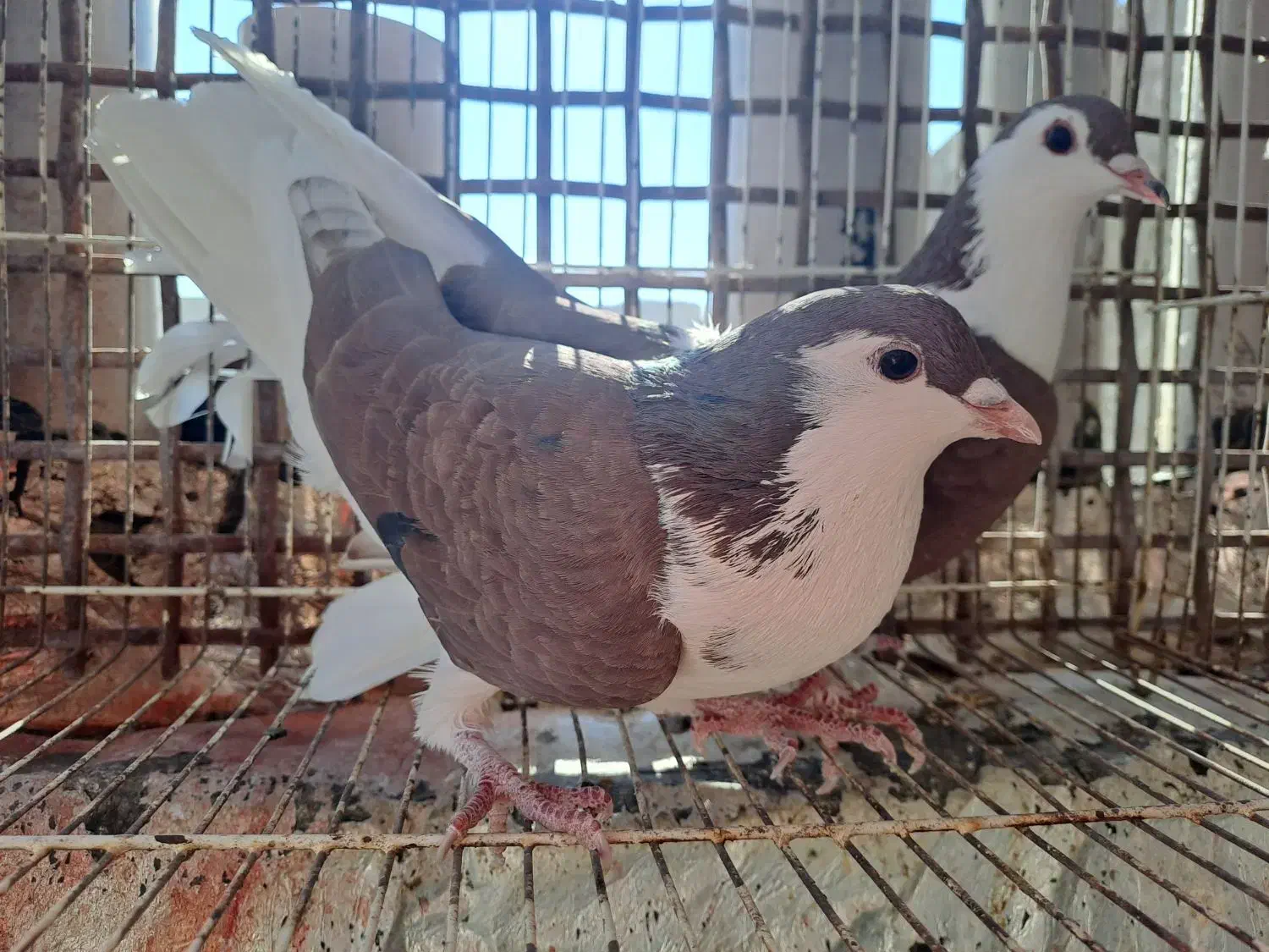 کفتر طاقی|پرنده|کاشان, فاز ۲ ناجی آباد|دیوار