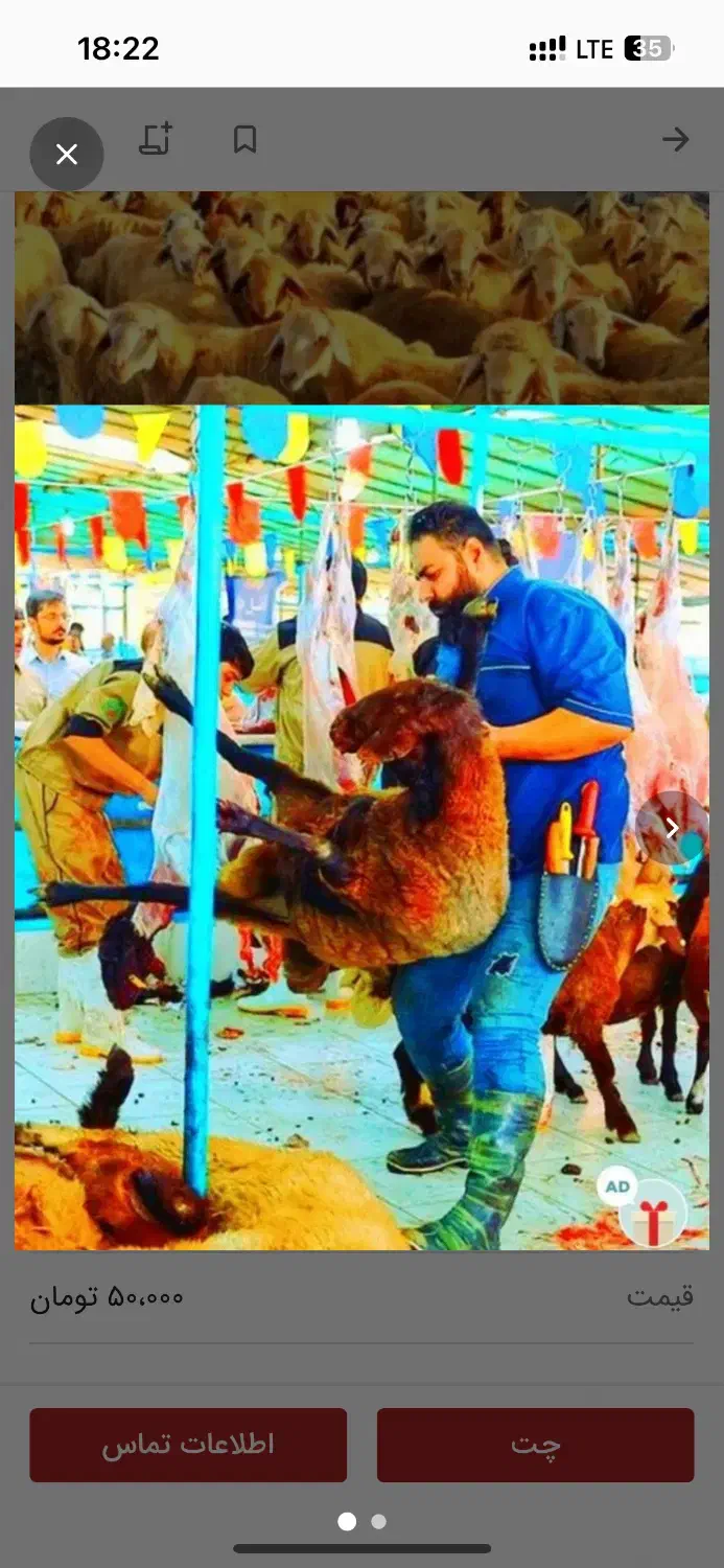 بزرگترین*مرکز*گوسفند زنده*باتضمین پخت*دولَتی|حیوانات مزرعه|مشهد, وکیل‌آباد|دیوار
