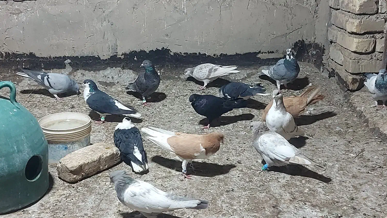 برای فروش طبق تصاویر که میبینید|پرنده|شیراز, دشت چنار|دیوار