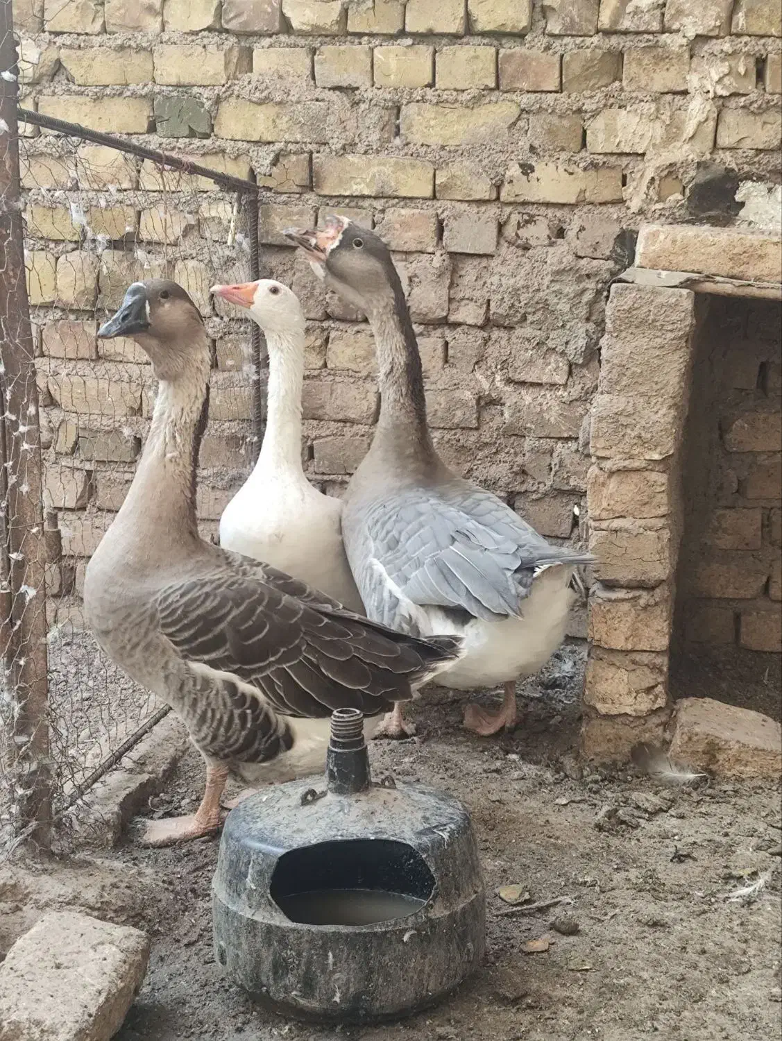 غاز سفید ماده به همراه دوتا غوغاز|حیوانات مزرعه|قزوین, |دیوار