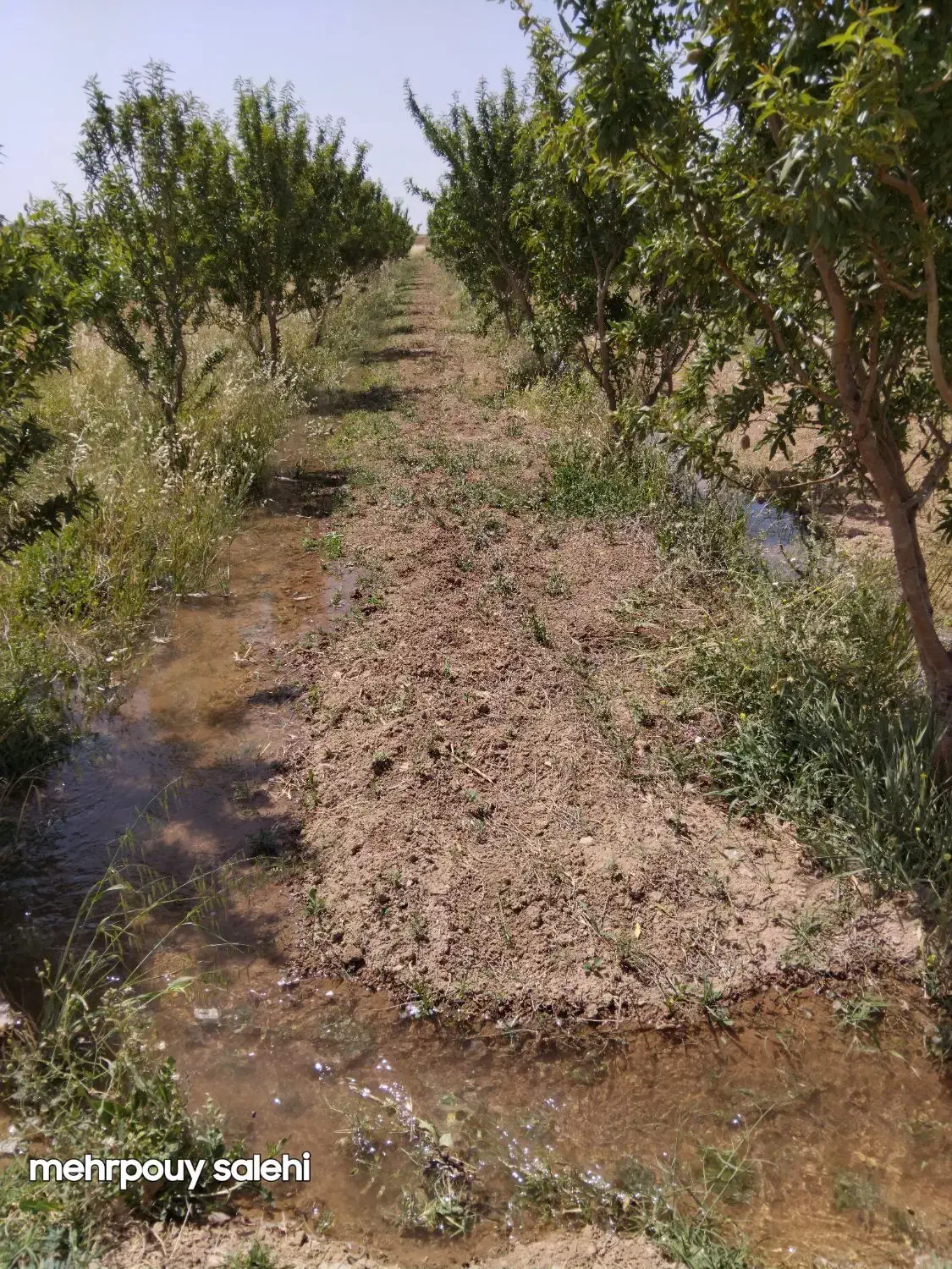 فروش زمین کشاورزی وآب باسندتوبهترین جای قزوین|فروش زمین و ملک کلنگی|دشتابی, |دیوار