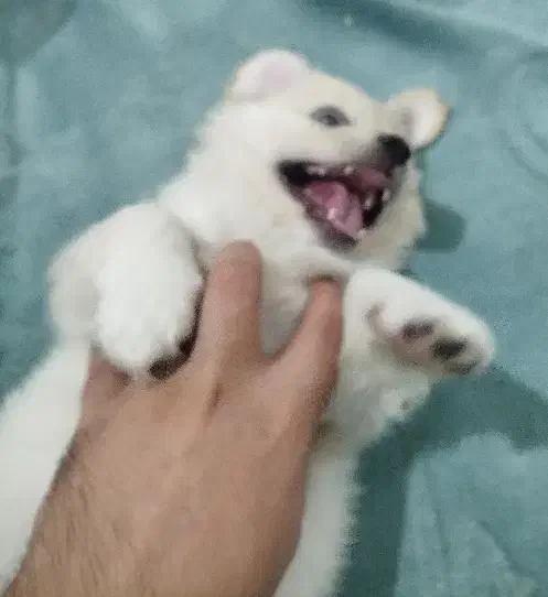 پامر اشپیتز|سگ|قروه, |دیوار