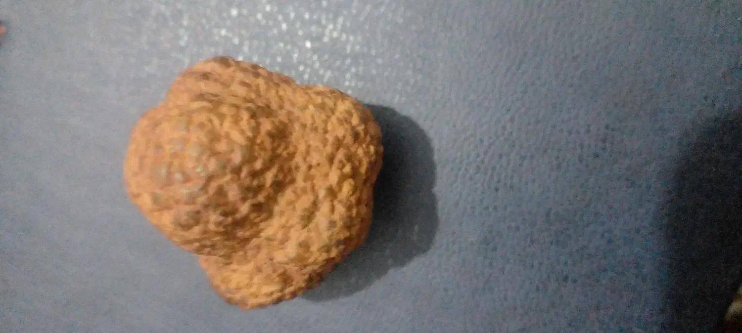 سنگ|کلکسیون اشیاء عتیقه|بجنورد, |دیوار