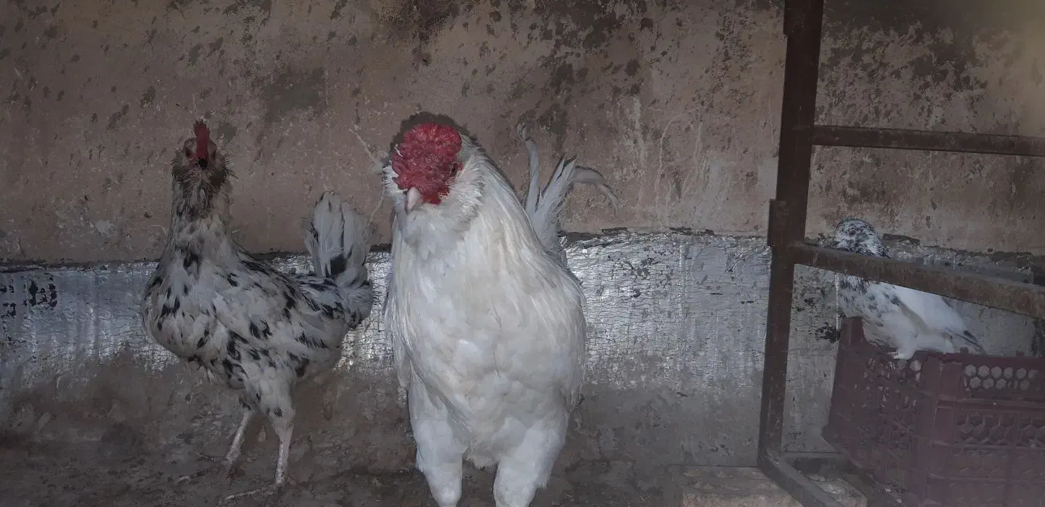 مرغ وخروس بگین خاص|حیوانات مزرعه|محمدشهر, محمدشهر|دیوار