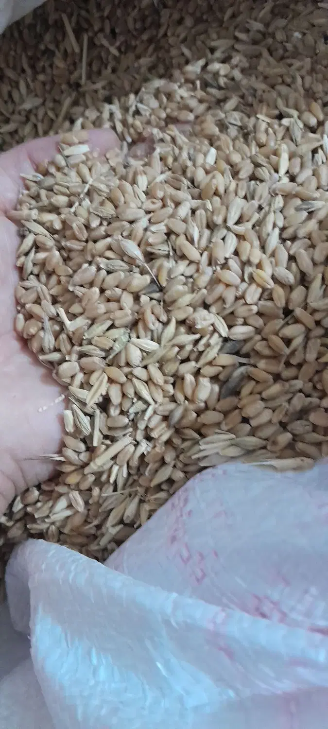 گندم|عمده‌فروشی|گتوند, |دیوار