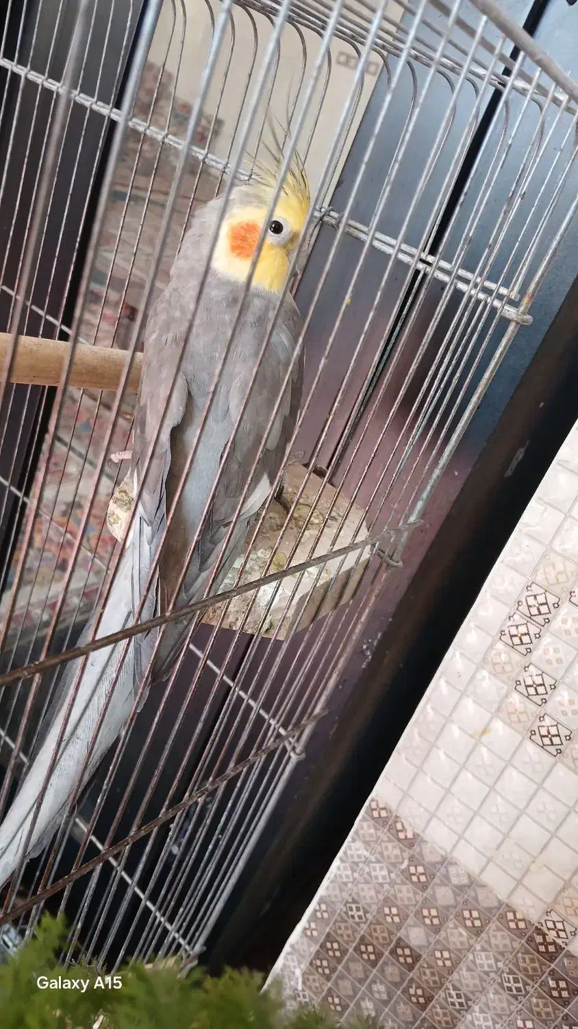 عروس هلندی|پرنده|کبودرآهنگ, |دیوار