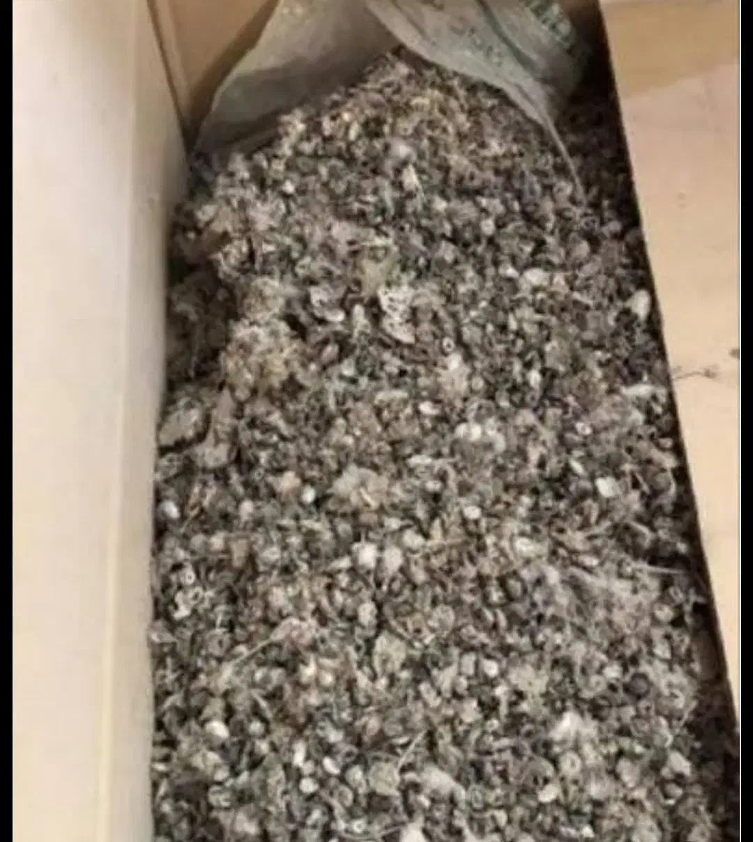 کفتر|لوازم جانبی حیوانات|رزن, |دیوار