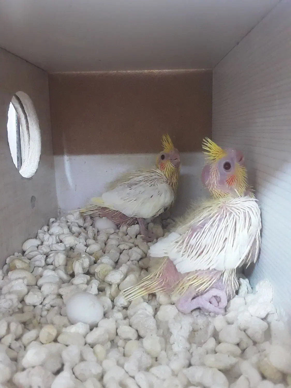 چند  عروس|پرنده|کاشان, دروازه فین|دیوار