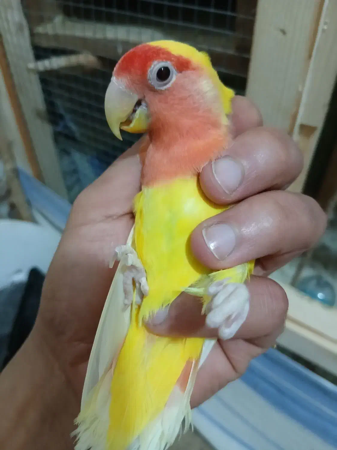 بندر ماهشهر جراحی چمران|پرنده|چمران, |دیوار